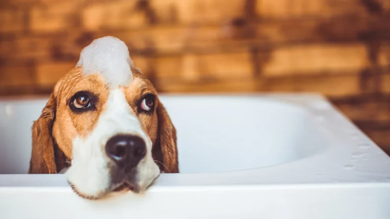 dog in a bath