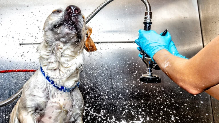 dog shaking off in a bath
