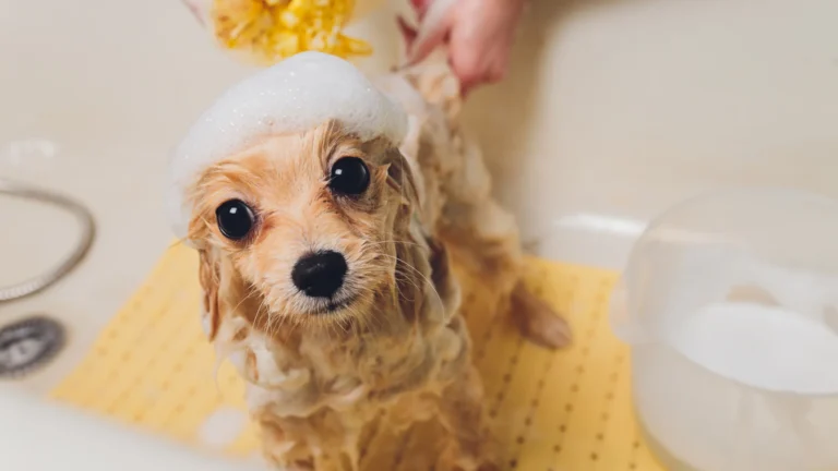 dog in a bath