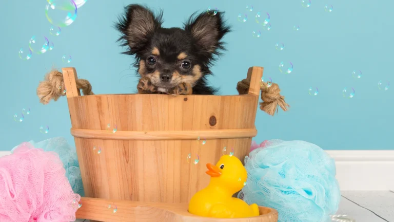 dog in a bucket