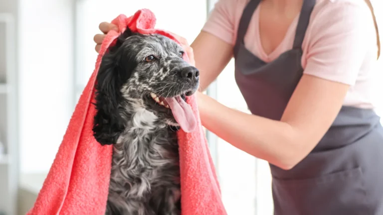 dog being dried on with a towel