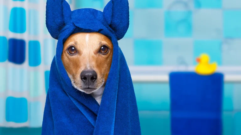 dog wearing a towel