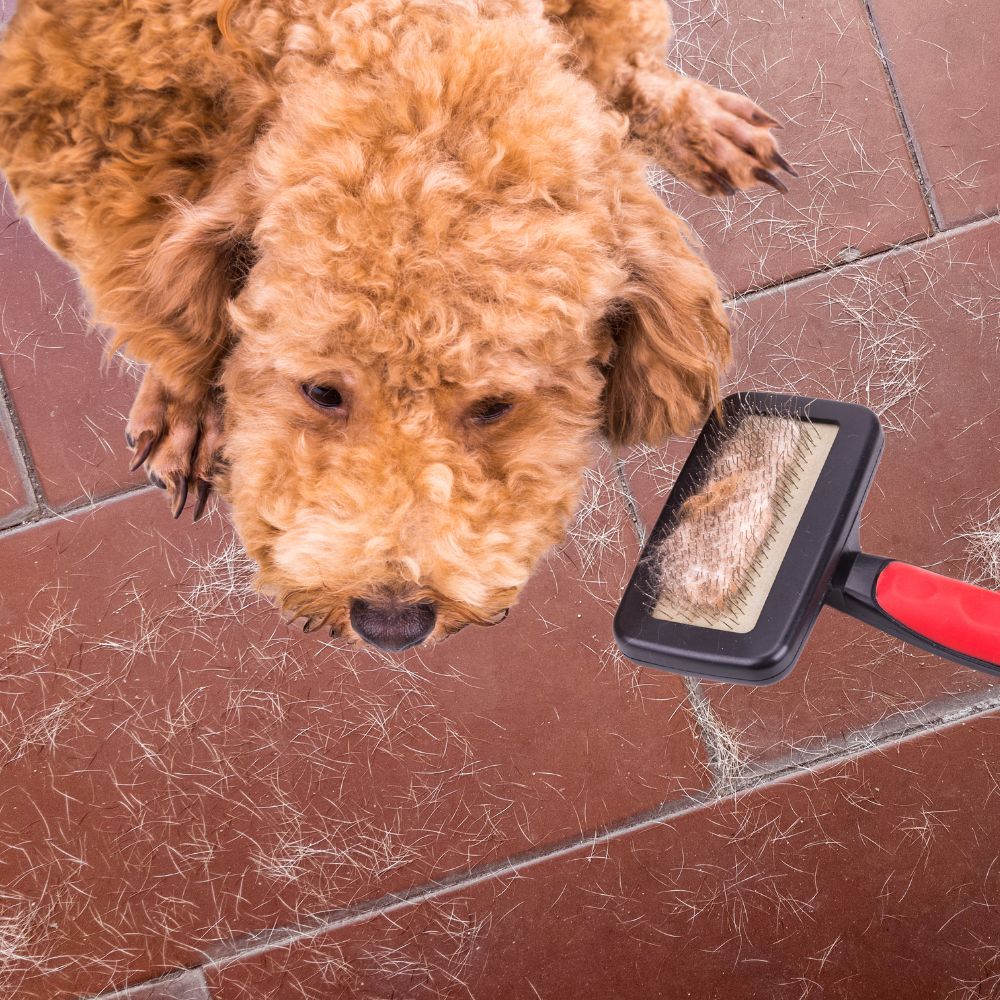 Dog de-shedding