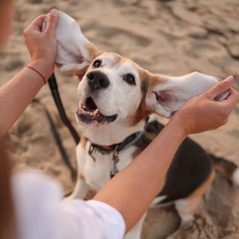 dog ear plucking