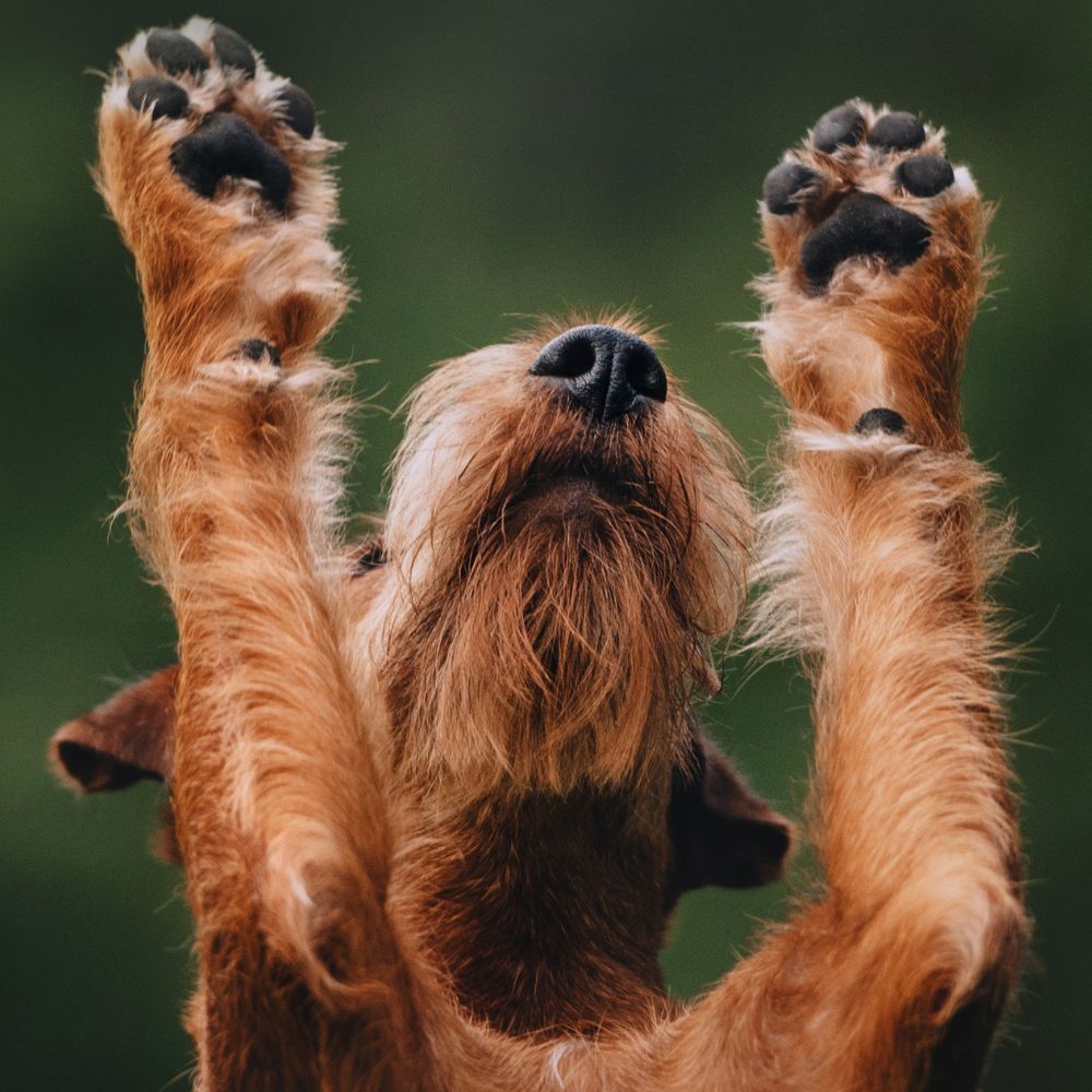 dog showing paws