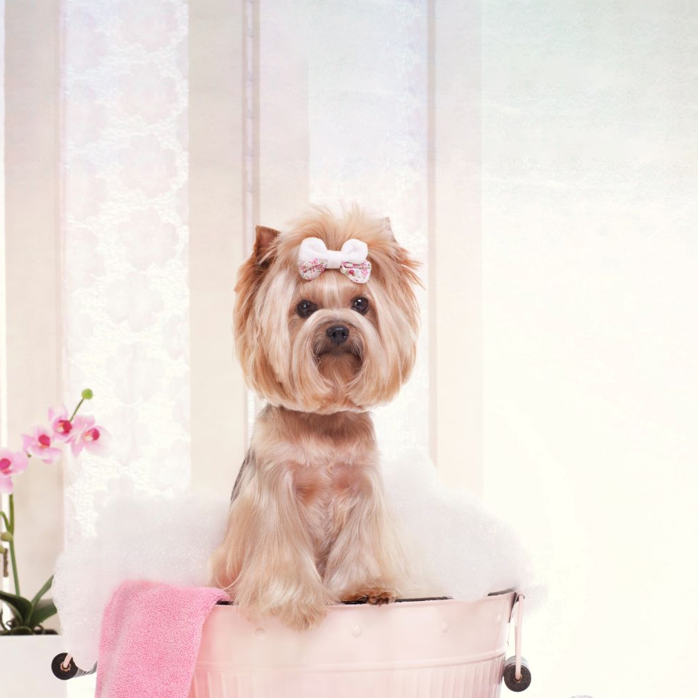 dog at a spa